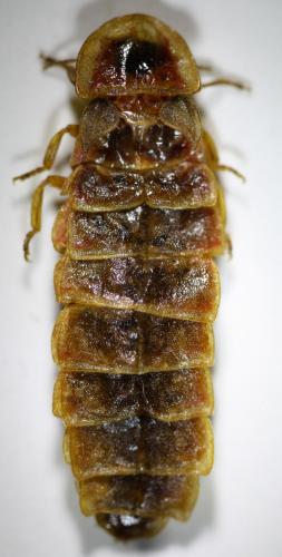 Lampyris raymondi