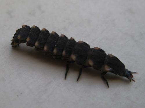 Lampyris noctiluca