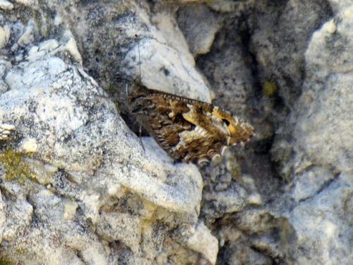 Réf. 40 659 : Hipparchia semele