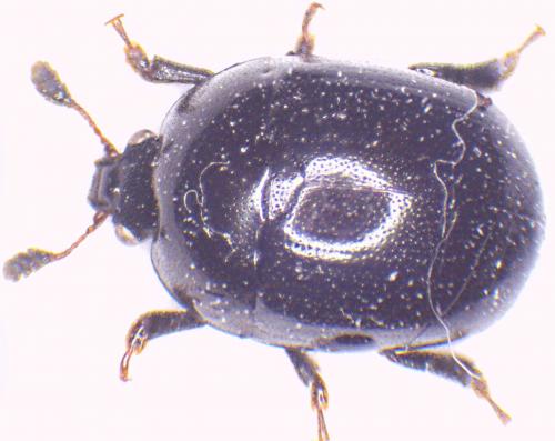 Cyllodes ater