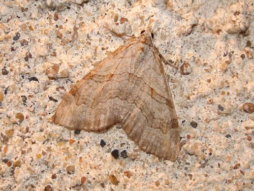 Réf. 40 073 : Aplocera efformata