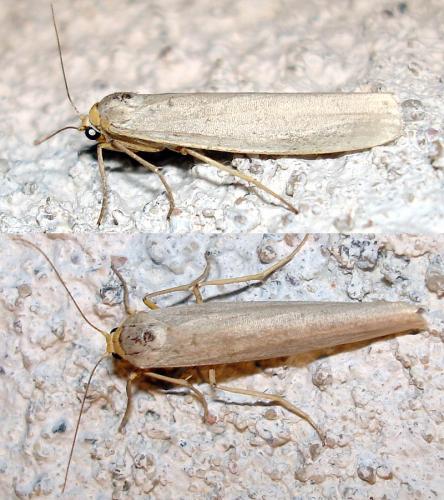 Réf. 40 264 : Eilema caniola