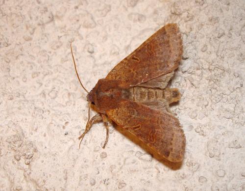 Réf. 40 301 : Agrochola lychnidis