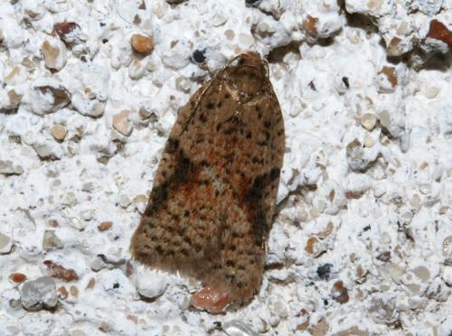 Acleris sp.