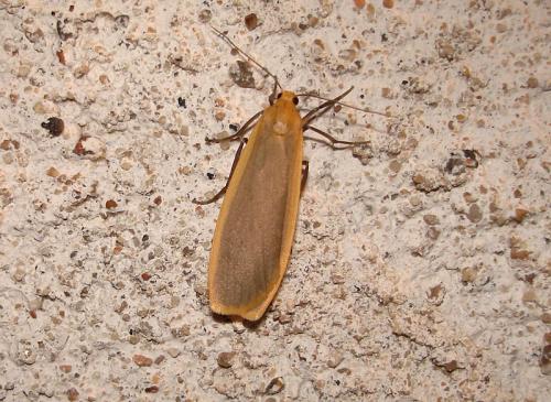 Eilema depressa