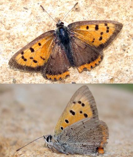 Lycaena phlaeas