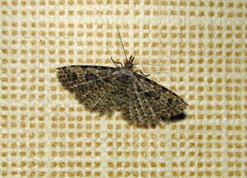 Alucita hexadactyla