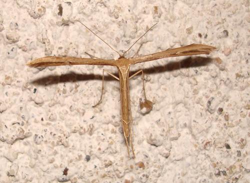 Réf. 40 076 : Emmelina monodactyla