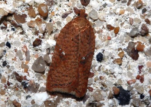 Réf. 40 470 : Acleris sp.