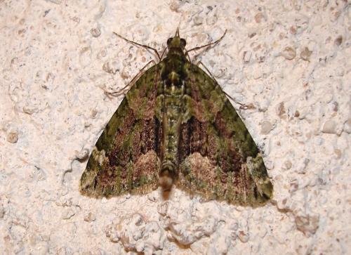 Réf. 40 039 : Chloroclysta siterata