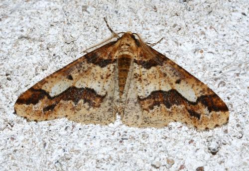 Erannis defoliaria