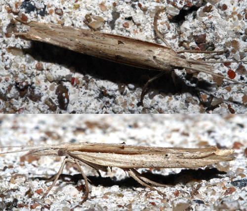 Réf. 40 663 : Ypsolopha mucronella