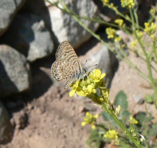 Leptotes trigemmatus