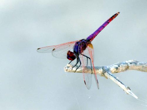 Trithemis annulata