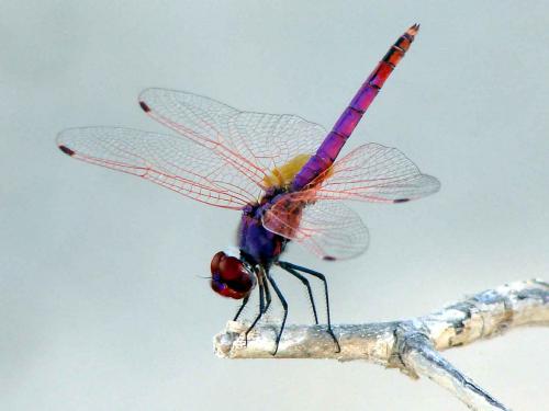 Trithemis annulata