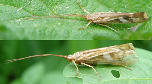 Limnephilus lunatus