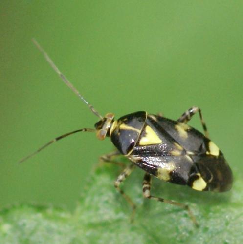 Liocoris tripustulatus