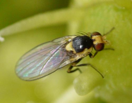 Liriomyza sp.