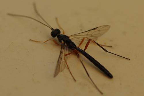 Neoxorides nitens