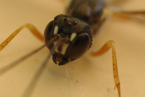 Neoxorides nitens