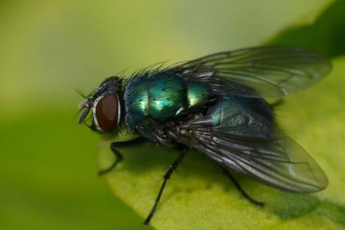 Lucilia illustris