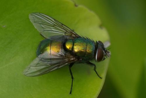 Lucilia illustris
