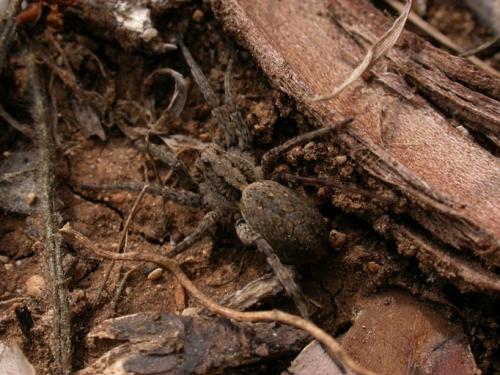 Zoropsis sp.
