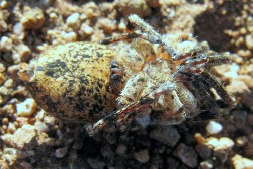 Zoropsis spinimana