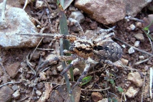 Zoropsis spinimana