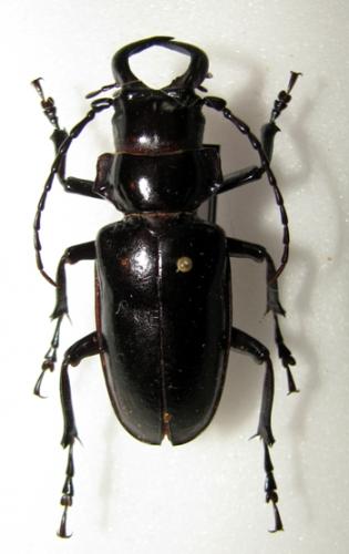 Réf. 40 106 : Notophysis johnstoni
