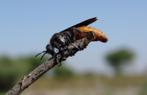 Réf. 40 253 : Trogaspidia sp.