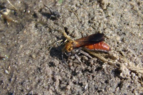 Trogaspidia sp.