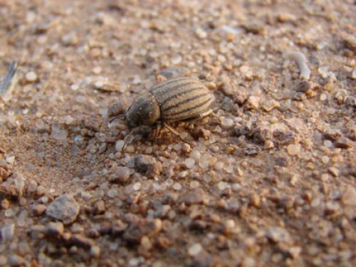 Pterolasia squalida