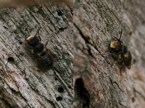 Megachile sp.
