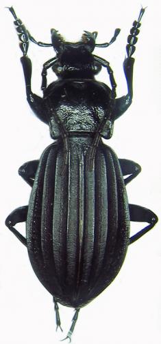 Réf. 40 060 : Carabus sp.