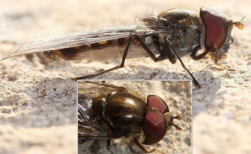 Episyrphus balteatus