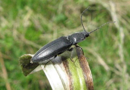 Réf. 40 067 : Hemicrepidius sp.