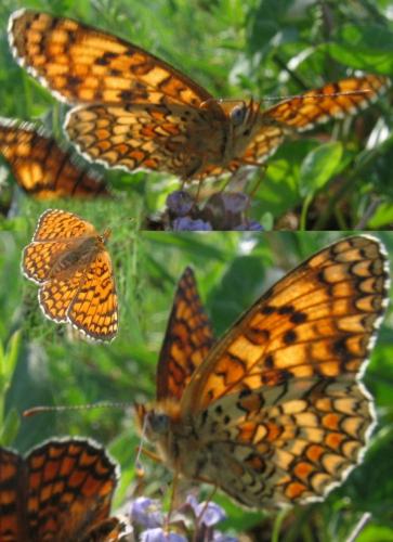 Melitaea phoebe