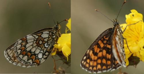 Melitaea athalia celadussa