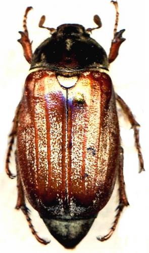Melolontha melolontha