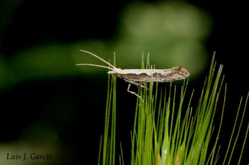 Réf. 40 132 : Plutella xylostella