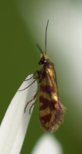 Micropterix tunbergella