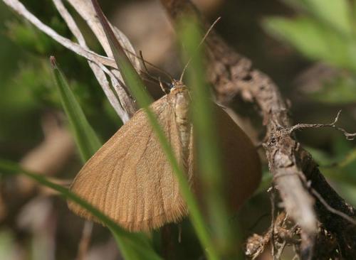 Réf. 40 980 : Minoa murinata
