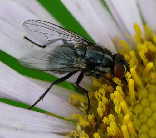 Réf. 40 317 : Morellia sp.