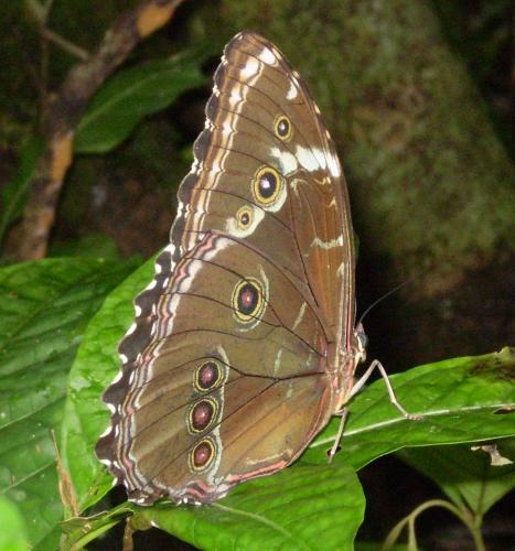 Morpho achilles