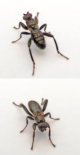 Réf. 40 814 : Crumomyia pedestris