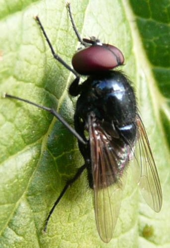 Hydrotaea ignava