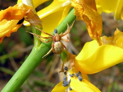 Philodromus sp.
