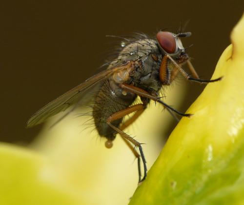 Helina sp.
