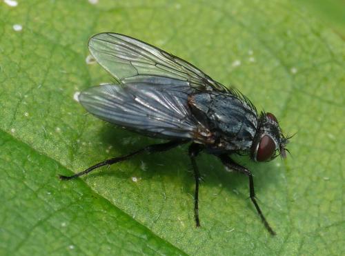 Réf. 40 902 : Muscina levida